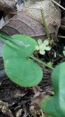 Dichondra macrocalyx