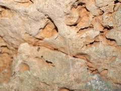 Keroplatidae