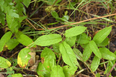 Calystegia spithamaea