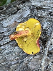 Boletus purpureorubellus