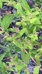 Euphorbia nutans