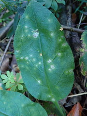 Ramularia cylindroides