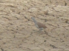 Crypturellus tataupa