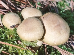Suillus variegatus