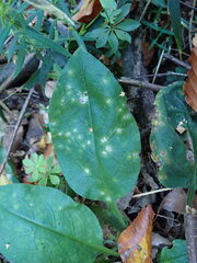 Ramularia cylindroides