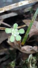 Dichondra macrocalyx