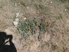 Senecio ceratophylloides