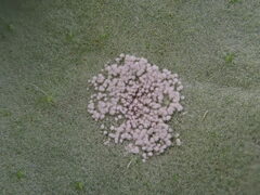 Ramularia cylindroides