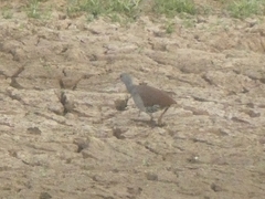 Crypturellus tataupa