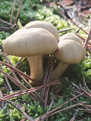 Suillus variegatus