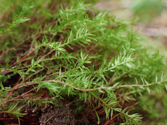 Bartramiopsis lescurii