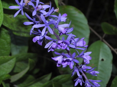 Petrea bracteata