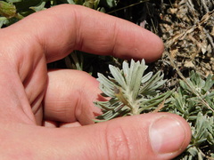 Senecio ceratophylloides