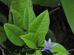 Petrea bracteata