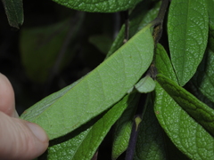 Petrea bracteata