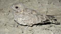 Caprimulgus mahrattensis