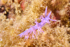 Flabellina affinis