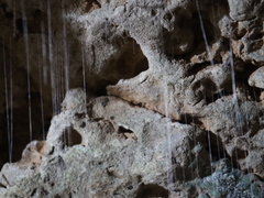 Keroplatidae