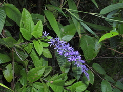 Petrea bracteata