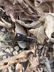 Gryllus pennsylvanicus