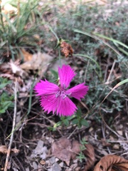 Dianthus balbisii