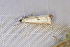 Microcrambus croesus