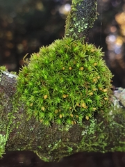 Ulota