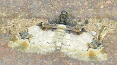 Catarhoe cuculata