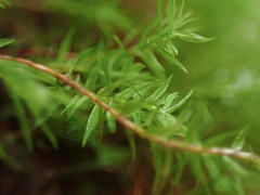 Bartramiopsis lescurii