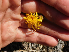 Senecio ceratophylloides