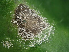 Ramularia cylindroides