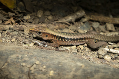 Holcosus leptophrys