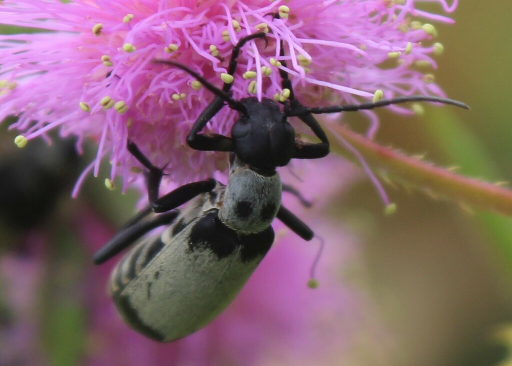 Epicauta tripartita