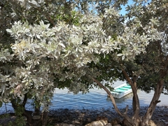 Conocarpus erectus sericeus