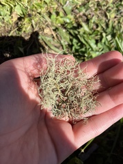 Usnea strigosa