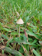 Conocybe apala albipes