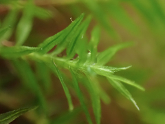 Bartramiopsis lescurii