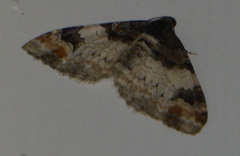 Catarhoe cuculata