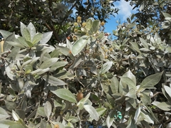 Conocarpus erectus sericeus