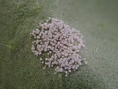 Ramularia cylindroides