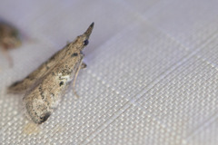 Alpheioides parvulalis