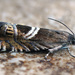 Grapholita jungiella - Photo (c) cossus, algunos derechos reservados (CC BY-NC)