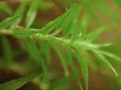 Bartramiopsis lescurii