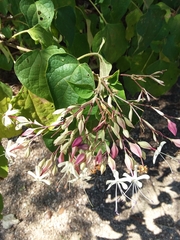 Clerodendrum