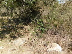 Cestrum lorentzianum