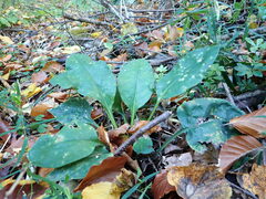 Ramularia cylindroides