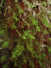 Bartramiopsis lescurii