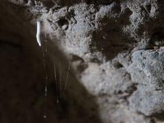Keroplatidae