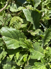 Youngia japonica