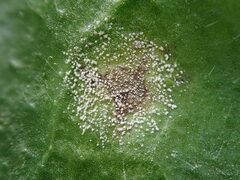 Ramularia cylindroides